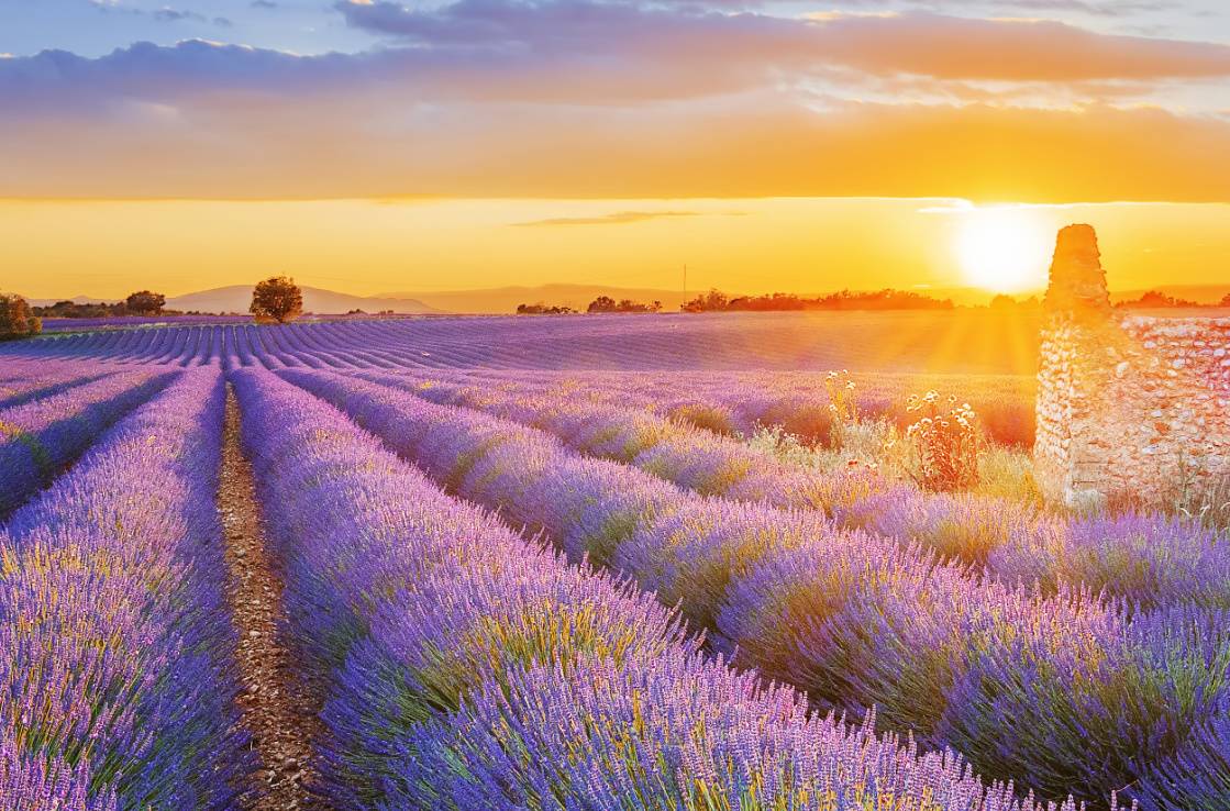 Provence lavender